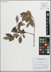 Foto von Salix pedicellata Desf.
